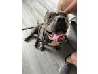 Adopt Gloria a Pit Bull Terrier