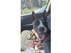 Adopt Min a Pit Bull Terrier, Boston Terrier