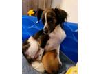 Adopt Gertie a Papillon, Dachshund