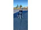 Adopt Kira a Siberian Husky