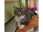 Adopt Clover a Tabby, Domestic Short Hair