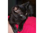 Adopt Sassafras a Domestic Short Hair