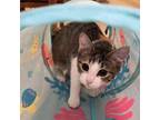 Adopt Mia a Domestic Short Hair