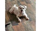 Adopt Sassy a Shih Tzu