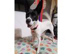 Adopt BELLA a Basenji
