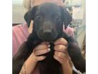 Adopt Angus a Black Labrador Retriever