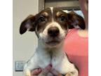 Adopt Wagyu a Labrador Retriever