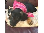 Adopt Ketchup a Mixed Breed