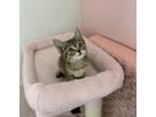 Adopt Jess a Domestic Short Hair