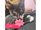 Adopt Cookie a Domestic Short Hair