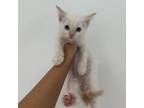 Adopt Mary-Kate a Siamese
