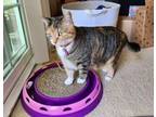 Adopt Emiko a Scottish Fold, Calico