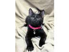 Adopt Ophelia a American Shorthair