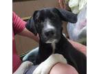 Adopt Ginger a Border Collie, Labrador Retriever