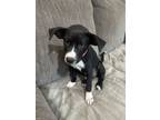 Adopt Mayla a Labrador Retriever, Shepherd