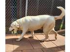 Adopt Ghost a Great Pyrenees, Mixed Breed