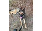 Adopt Chooie Looie a Belgian Shepherd / Malinois
