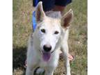 Adopt Timothy a Husky, Shepherd