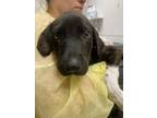 Adopt Maui a Retriever, Mixed Breed
