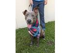 Adopt Mason a Pit Bull Terrier, Mixed Breed
