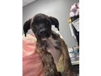 Adopt Waffle a Black Mouth Cur, Mixed Breed