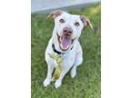 Adopt Francis a Hound, Labrador Retriever