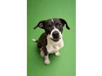 Adopt Booker a American Staffordshire Terrier, Mixed Breed