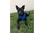 Adopt Dude a Chow Chow, Mixed Breed