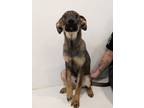 Adopt Radar a German Shepherd Dog, Mixed Breed