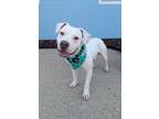 Adopt Thumper a Pit Bull Terrier, Mixed Breed