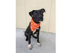 Adopt Boone a Retriever, Mixed Breed