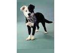 Adopt Herman a Border Collie, Mixed Breed
