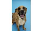 Adopt Abu a Boxer, Mixed Breed