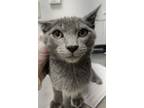 Adopt Christopher a Domestic Short Hair