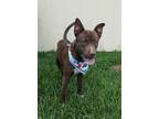 Adopt Chewbacca a Husky, Mixed Breed