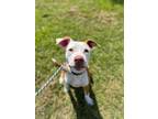 Adopt Achilles a Pit Bull Terrier, Mixed Breed
