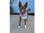 Adopt Chewy a Labrador Retriever, Mixed Breed