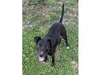 Adopt Dalton a Pit Bull Terrier, Mixed Breed