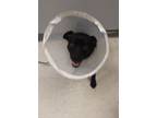 Adopt Ram a Labrador Retriever, Mixed Breed