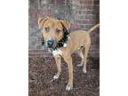Adopt Maoz a Pit Bull Terrier, Mixed Breed