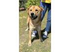 Adopt Dozer a German Shepherd Dog, Mixed Breed
