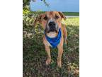 Adopt Ronnie a Labrador Retriever, Mixed Breed