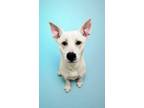 Adopt Chase a Husky, Mixed Breed