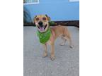 Adopt Nacho a Labrador Retriever, Mixed Breed