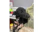 Adopt Yin a Australian Cattle Dog / Blue Heeler, Mixed Breed