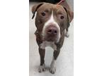 Adopt Labron a Pit Bull Terrier, Mixed Breed