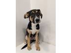 Adopt Razor a German Shepherd Dog, Mixed Breed
