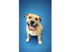 Adopt Seamus a Flat-Coated Retriever, Mixed Breed