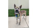Adopt Robbie a Husky, Terrier