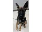 Adopt Shane a German Shepherd Dog, Mixed Breed